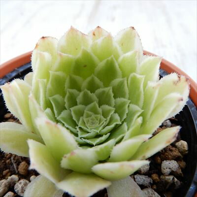 多肉植物 hmアエオニウム エメラルドアイス 多肉植物 アエオニウム 6cmポットのサムネイル
