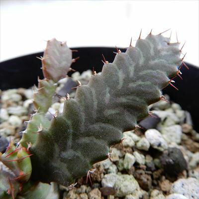 多肉植物 caユーフォルビア 飛竜 多肉植物 ユーフォルビア 7.5cmポットのサムネイル