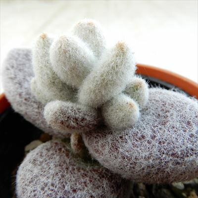 多肉植物 hmカランコエ 福兎耳 雪だるま 多肉植物 カランコエ 6cmポット