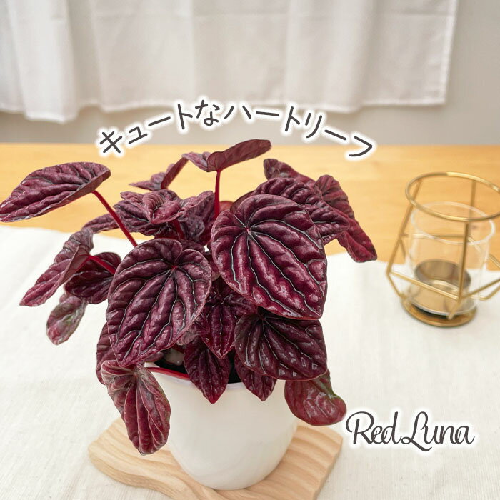 観葉植物 ペペロミア レッドルナ 9cmポット 観葉植物 小型 小さい 室内 贈り物 プレゼント インテリア おしゃれのサムネイル
