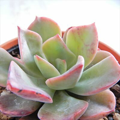 多肉植物 hmエケベリア スペクタビリス 多肉植物 エケベリア 6cmポットのサムネイル