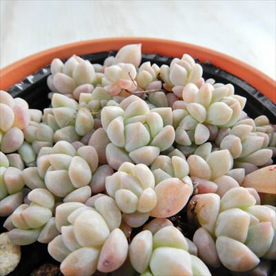 多肉植物 hmエケベリア ばらまき プロリフィカ 多肉植物 エケベリア 6cmポットのサムネイル