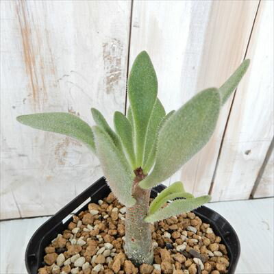 多肉植物 caチレコドン パニキュラーツム 多肉植物 チレコドン コーデックス 9cmポット