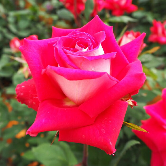 【まもなく締め切り】 予約販売 バラ苗 バラ大苗 大輪 ラブ 四季咲き 薔薇 ばら 赤 troe 12月中旬以降..