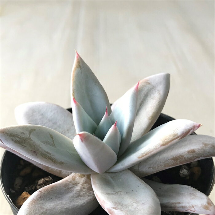 多肉植物 skエケベリア レッドジャイアント 多肉植物 エケベリア 7.5cmポットのサムネイル