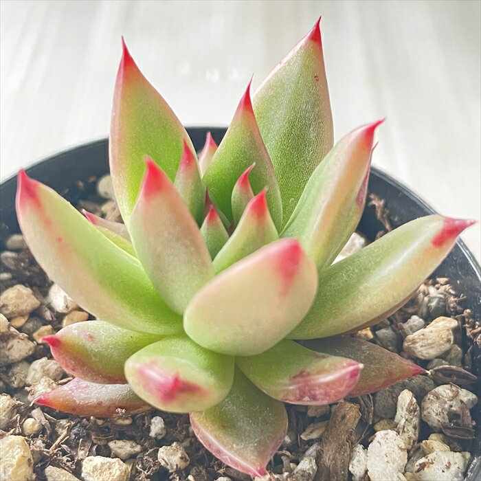 多肉植物 skエケベリア ビーストジャイアント 多肉植物 エケベリア 7.5cmポットのサムネイル