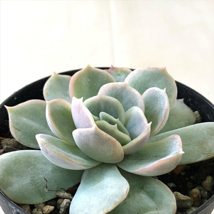 多肉植物 skエケベリア ジョセリン 多肉植物 エケベリア 7.5cmポットのサムネイル