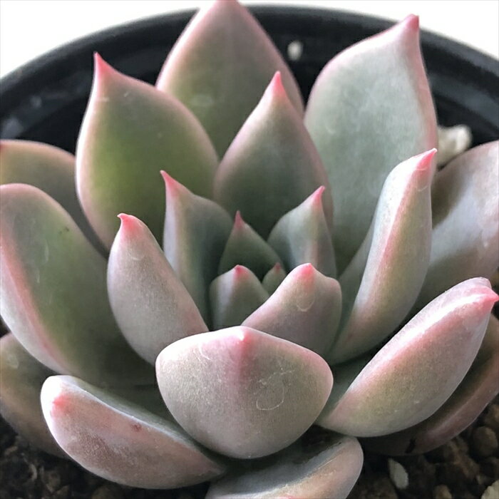 多肉植物 hmエケベリア プロリフィカ×レッドエボニー 多肉植物 エケベリア 6cmポットのサムネイル