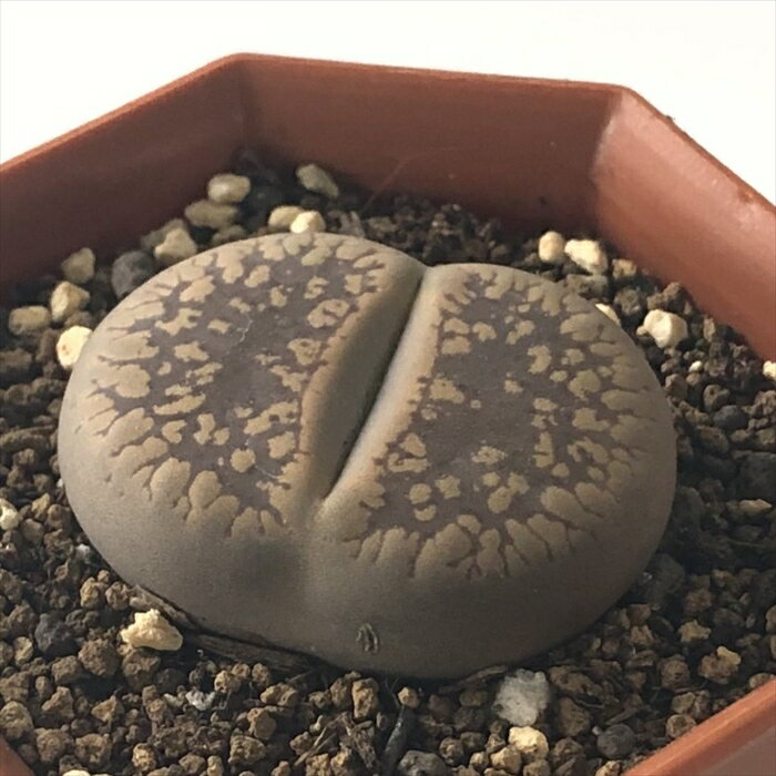 多肉植物 asリトープス 白花日輪玉 多肉植物 メセン 6cmポットのサムネイル