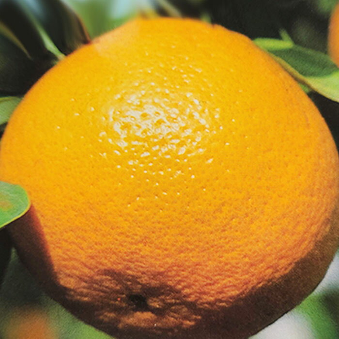 予約販売 箒作り果樹苗 甘夏みかん 12cmポット あまなつ 苗木 庭木 柑橘類 果樹苗 接木苗 kik 3月中旬以降発送