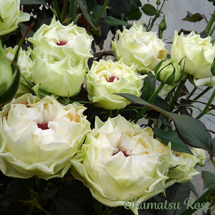 予約販売 バラ苗 バラ大苗 白波 契約品種 薔薇 ばら 送料無料 国産苗 岡松ローズ オリジナル品種 2wayローズ oko 12月中旬以降発送のサムネイル