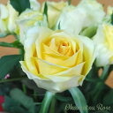 予約販売 バラ苗 バラ大苗 スタニングムーン 契約品種 薔薇 ばら 送料無料 国産苗 岡松ローズ オリジナル品種 2wayローズ oko 12月中旬以降発送