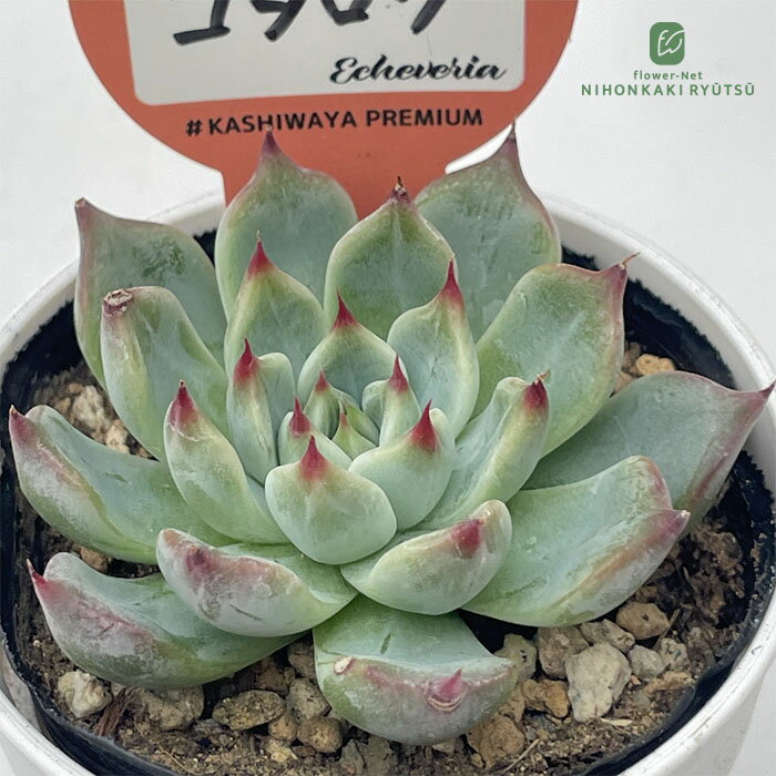 【楽天スーパーセール P5倍】 多肉植物 kswエケベリア コタロウ 柏屋商店さん苗 エ...