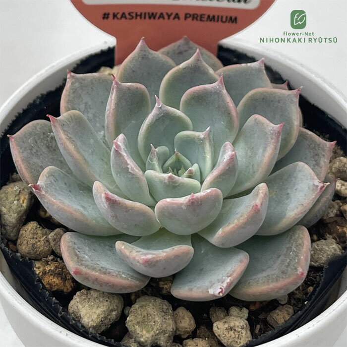 多肉植物 kswエケベリア ラブリーL 柏屋商店さん苗 エケベリア 6cmポット