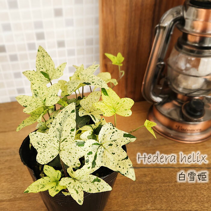 ヘデラ白雪姫の商品画像