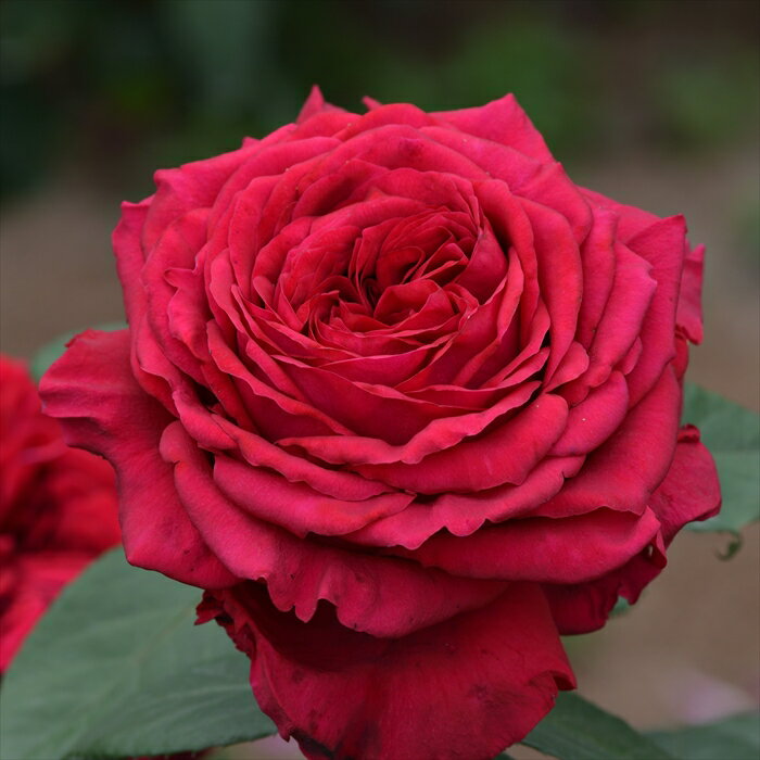 予約販売11月下旬以降発送 バラ大苗 デルバール ローズ・デ・キャトル・ヴァン