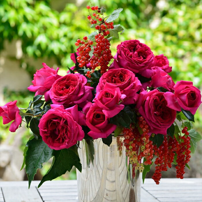 予約販売 バラ苗 バラ大苗 デルバール レジスマルコン 登録品種 四季咲き 薔薇 ばら 送料無料 赤 hao 12月中旬以降発送のサムネイル