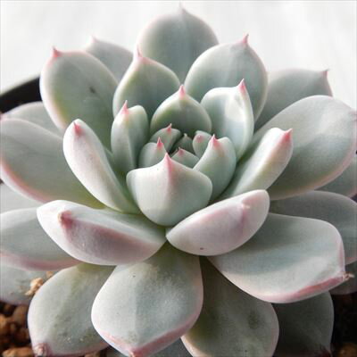 多肉植物 swkエケベリア コルピン（ピンウィール×コロラータ）多肉植物 エアーマジック 韓国苗 エケベリア 7.5cmポットのサムネイル