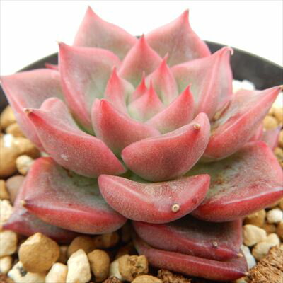 多肉植物 skエケベリア フロリディティー 多肉植物 エケベリア 7.5cmポットのサムネイル