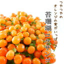 コケサンゴ 7.5cmポット 苔珊瑚 玉綴り 鉢植え 鉢花