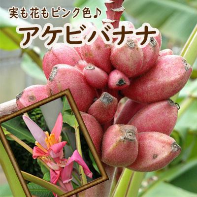 楽天市場】耐寒 性 バナナの通販 楽天市場】耐寒 性 バナナの通販