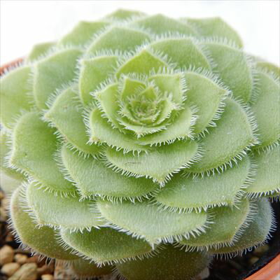多肉植物 oriアエオニウム 明鏡 多肉植物 アエオニウム 6cmポットのサムネイル