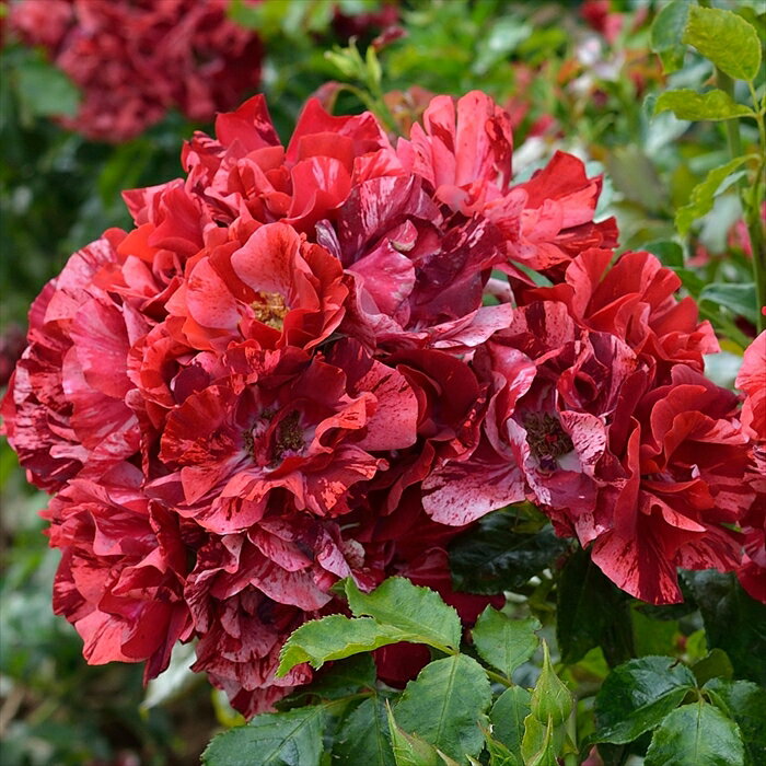 予約販売 バラ苗 バラ大苗 デルバール ラレーヌドゥラニュイ 登録品種 四季咲き 薔薇 ばら 送料無料 赤..