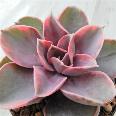 多肉植物 swkエケベリア ウエストレインボー 多肉植物 エケベリア 7.5cmポットのサムネイル