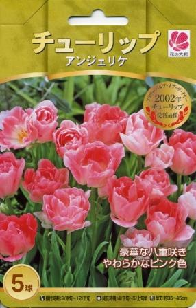 予約販売 花の大和 球根 人気のチューリップ アンジェリケ5球セット 10月中旬以降発送のサムネイル