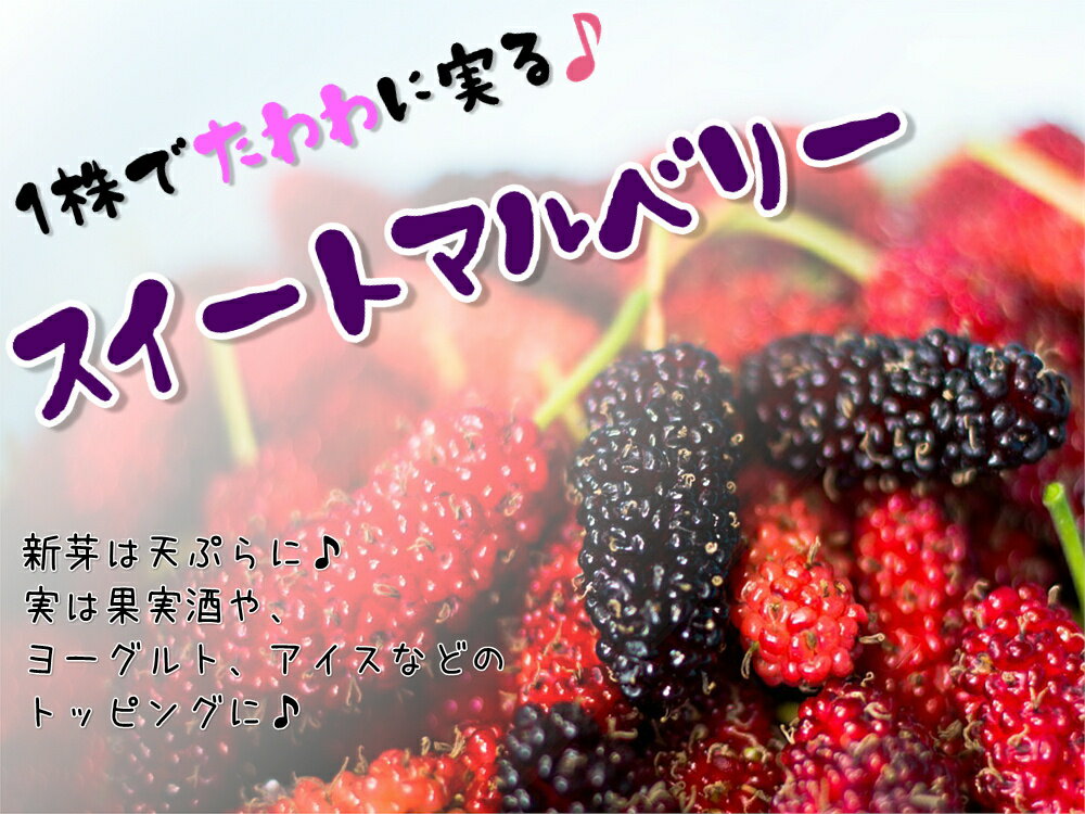 スイートマルベリー 果樹苗 10.5cmポット 桑の実 クワの実 桑 クワ