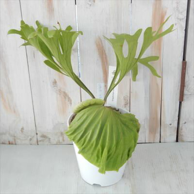 観葉植物 コウモリラン リドレイ プラティセリウム ビカクシダ 5号鉢 現品販売0905-02 観葉植物 室内 贈り物 プレゼント インテリア おしゃれのサムネイル