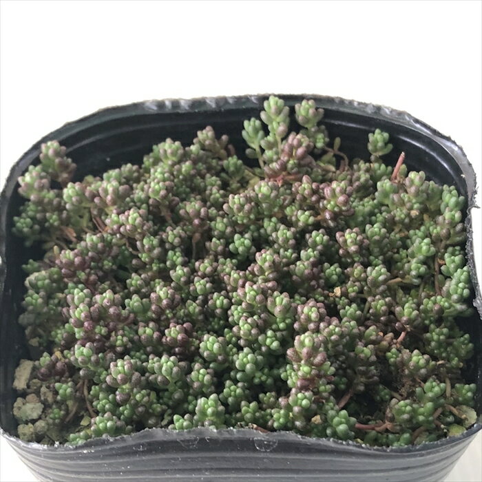 多肉植物 seセダム ファロフォーム 多肉植物 セダム 9cmポットのサムネイル