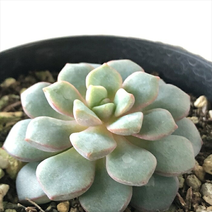 多肉植物 skエケベリア サブコリンボーサ ラウ030 多肉植物 エケベリア 7.5cmポット