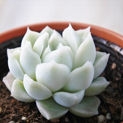 多肉植物 hmエケベリア アルバ 多肉植物 エケベリア 6cmポットのサムネイル