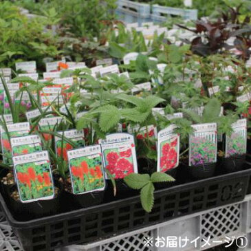 予約販売 宿根草の咲く庭 ジギタリス スノーシンブル 宿根草苗 9cmロングポット ガーデニング 多年草 キツネノテブクロ 11月中旬以降発送