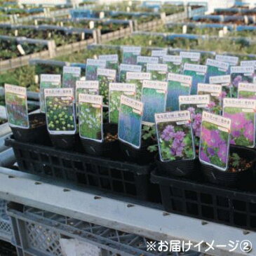 予約販売 宿根草の咲く庭 ジギタリス スノーシンブル 宿根草苗 9cmロングポット ガーデニング 多年草 キツネノテブクロ 11月中旬以降発送
