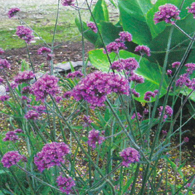 予約販売 宿根草の咲く庭 バーベナ 苗（三尺バーベナ）ボナリエンシス 9cmポット ヤナギハナガサ 多年草 ガーデニング 花苗 宿根草苗 hys4 11月中旬以降発送のサムネイル