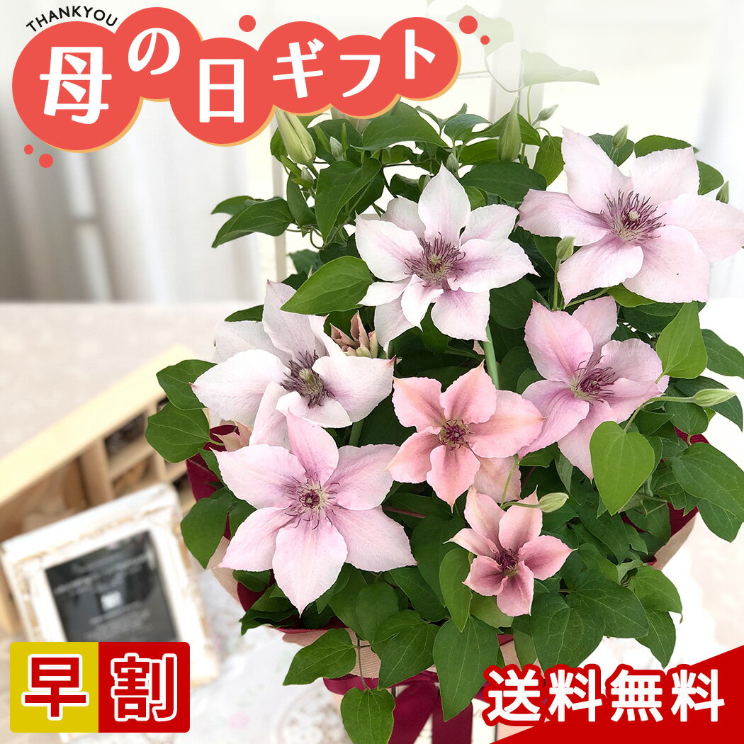 ポイント2倍★クーポン＆早割 母の日 プレゼント クレマチス ピンクファンタジー 6号鉢 送料無料 母の日ギフト 花 鉢植えのサムネイル
