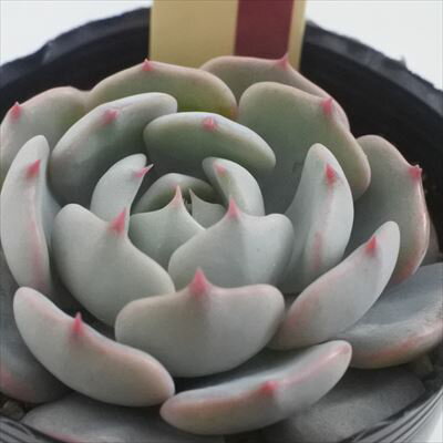 多肉植物 oriミックスベリア No.032 眠り姫 多肉植物 おらいさん苗 送料無料 エケベリア 6cmポットのサムネイル