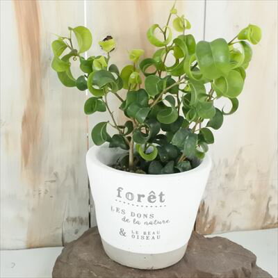 観葉植物 ベンジャミン バロック 9cmポット フィカス 観葉植物 小型 小さい 室内 贈り物 プレゼント インテリア おしゃれのサムネイル