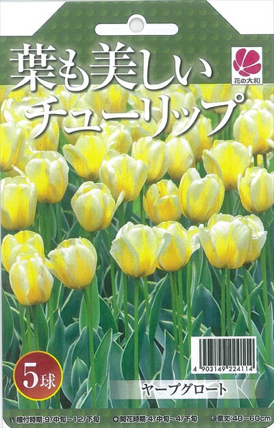 予約販売 花の大和 球根 葉も美しいチューリップ ヤープグロート5球セット 10月中旬以降発送のサムネイル