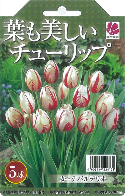 予約販売 花の大和 球根 葉も美しいチューリップ カーナバルデリオ5球セット 10月中旬以降発送のサムネイル