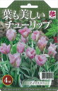 予約販売 花の大和 球根 葉も美しいチューリップ チャイナタウン4球セット hyk 10月中旬以降発送
