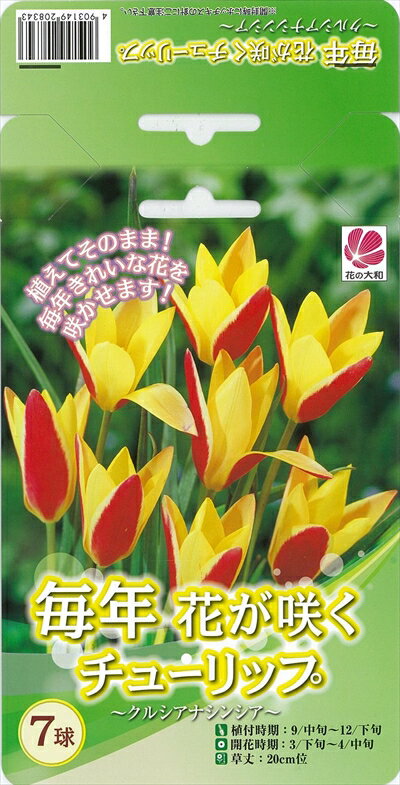 花の大和 球根 毎年花が咲くチューリップ クルシアナシンシア7球セットのサムネイル