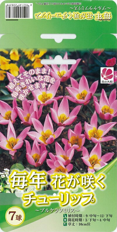 予約販売 花の大和 球根 毎年花が咲くチューリップ プルケラフミリス7球セット 10月中旬以降発送のサムネイル