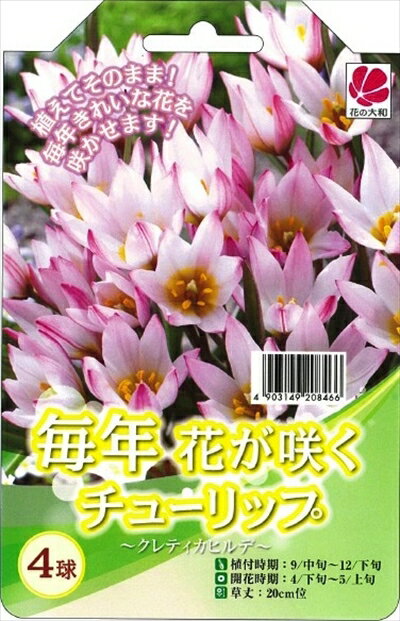 予約販売 花の大和 球根 毎年花が咲くチューリップ クレティカヒルデ4球セット hyk 10月中旬以降発送
