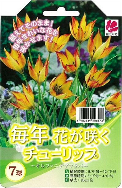 予約販売 花の大和 球根 毎年花が咲くチューリップ オルファニデアフラバ7球セット 10月中旬以降発送のサムネイル