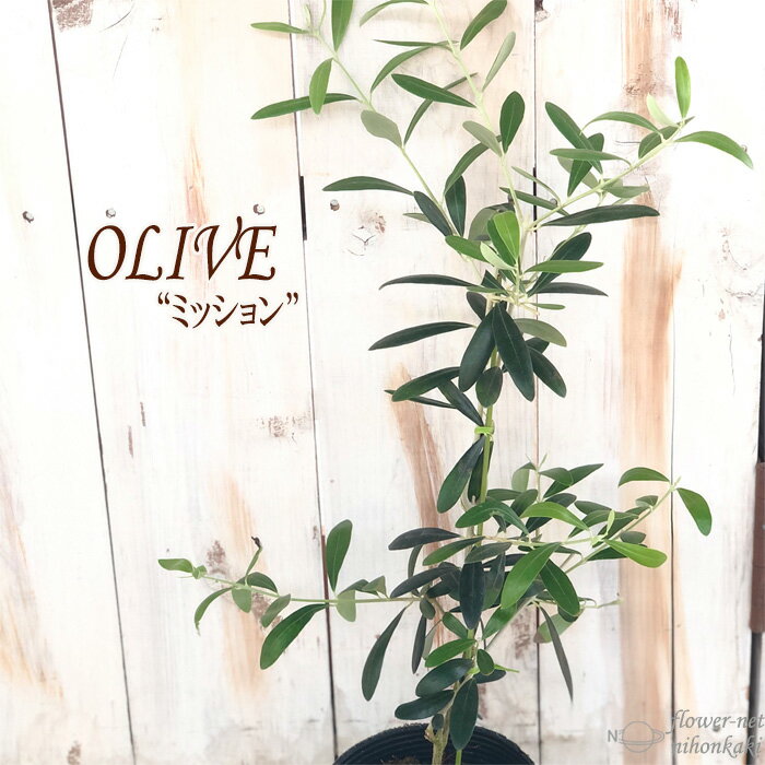 オリーブ ミッション 10.5cmポット 観葉植物 オリーブの木 苗 シンボルツリー 庭木 果樹 mto