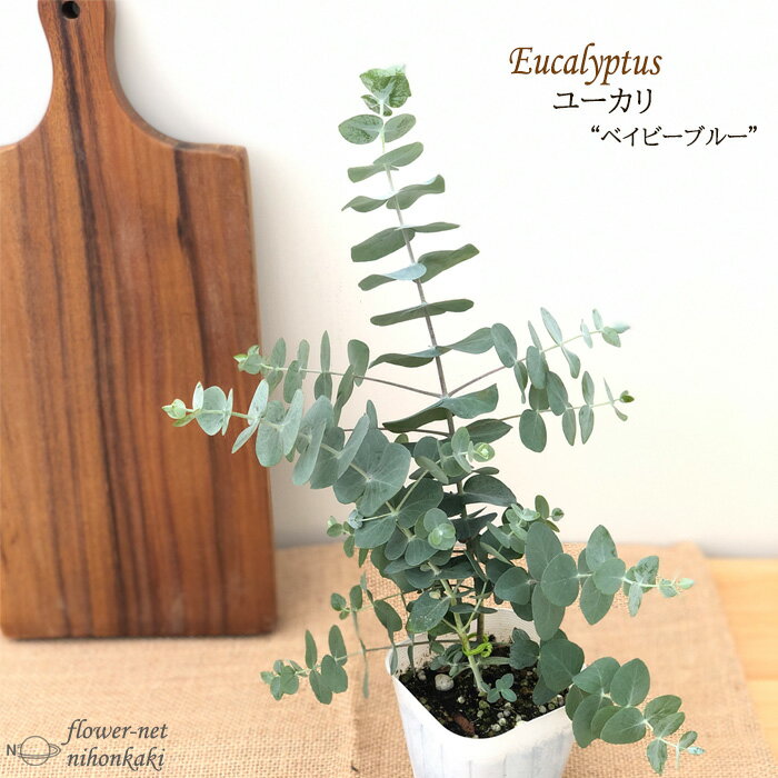 ユーカリ ベイビーブルー 9cmポット 観葉植物 ハーブ シンボルツリー インテリア おしゃれ Herbのサムネイル
