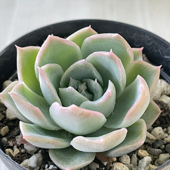 多肉植物 skエケベリア クイーンセンセ 多肉植物 エケベリア 7.5cmポットのサムネイル